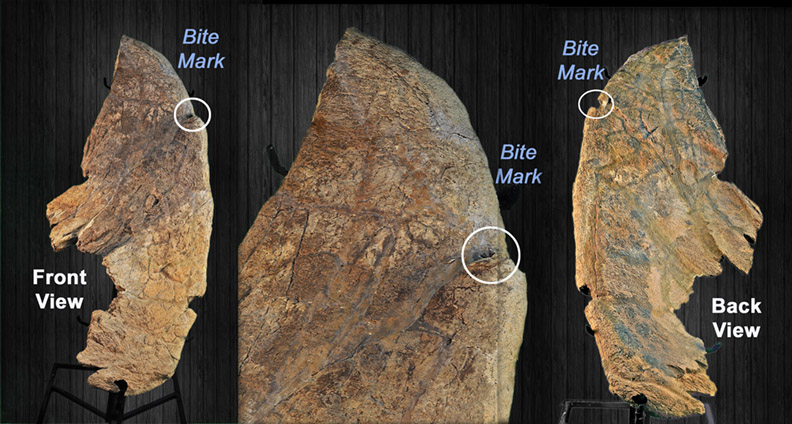 triceratops brow horn